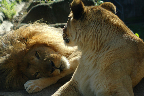 Couple Lion